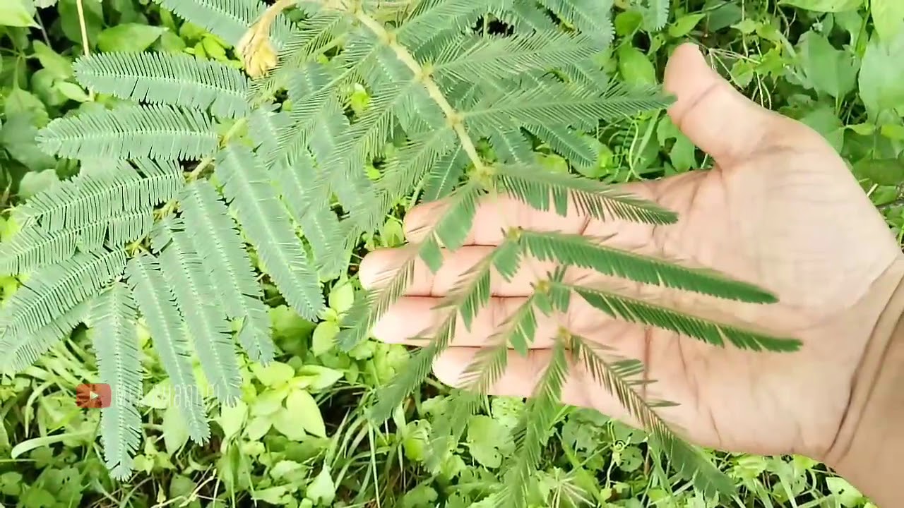 Air Rebusan Daun Putri Malu Diyakini Bisa Buat Pria Perkasa di Ranjang